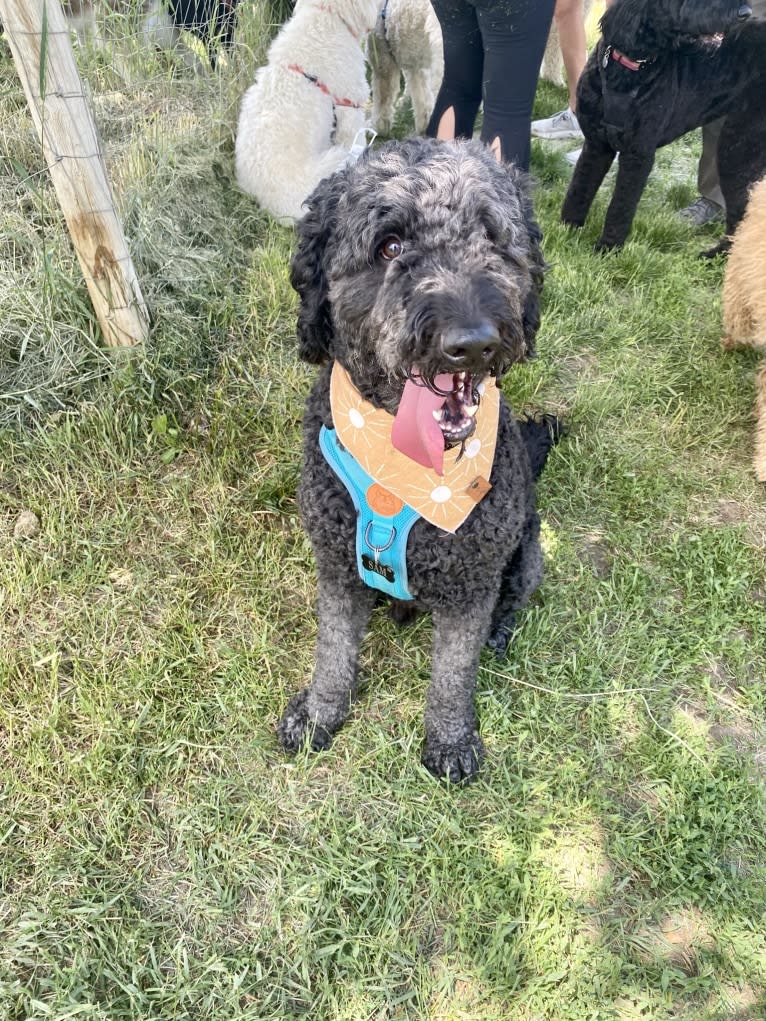 Sammy, a Goldendoodle tested with EmbarkVet.com