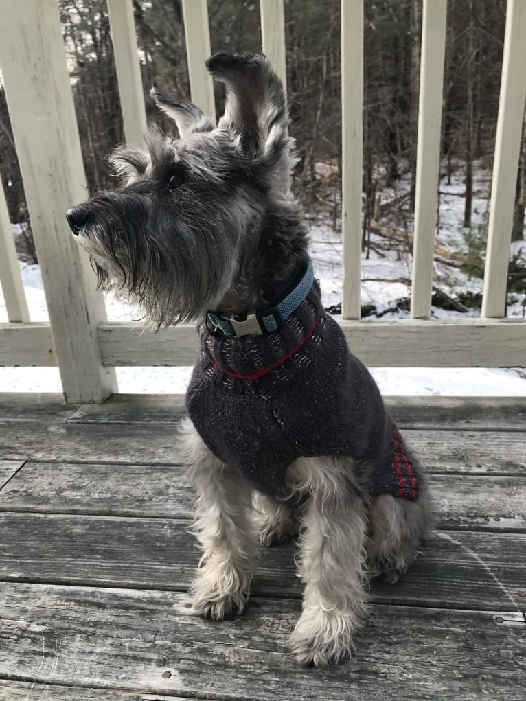 Digby, a Miniature Schnauzer tested with EmbarkVet.com