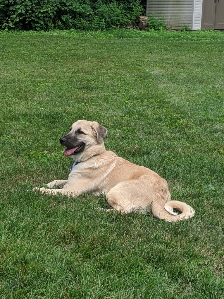 Chewie, an Anatolian Shepherd Dog and Great Pyrenees mix tested with EmbarkVet.com
