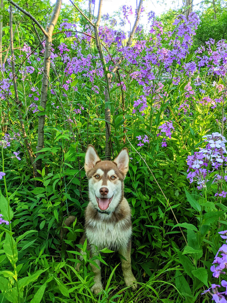 Gambit, a Siberian Husky and Australian Shepherd mix tested with EmbarkVet.com