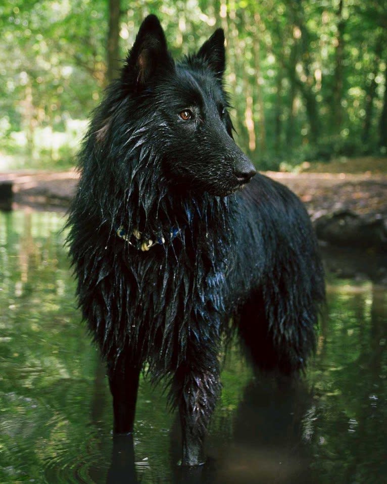 Minuit, a Belgian Shepherd tested with EmbarkVet.com