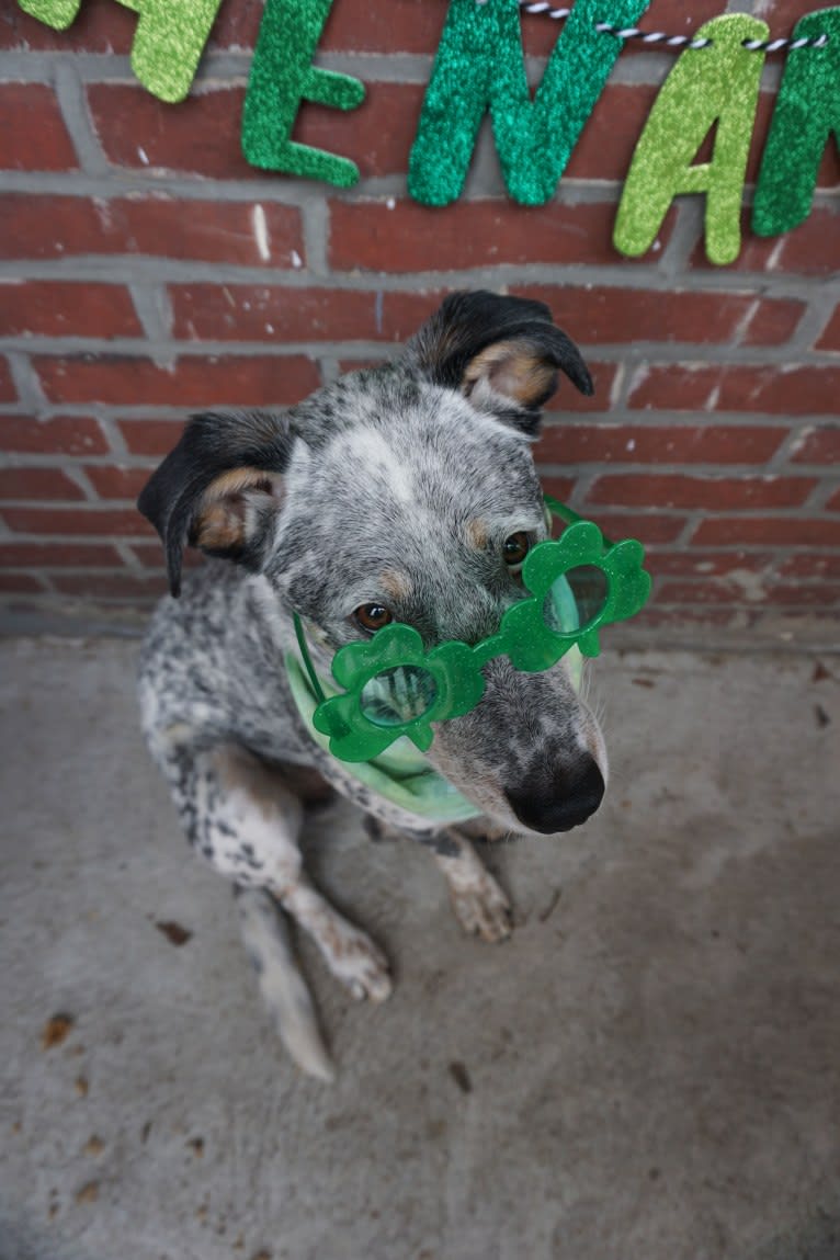 Banjo, an Australian Cattle Dog and Chow Chow mix tested with EmbarkVet.com