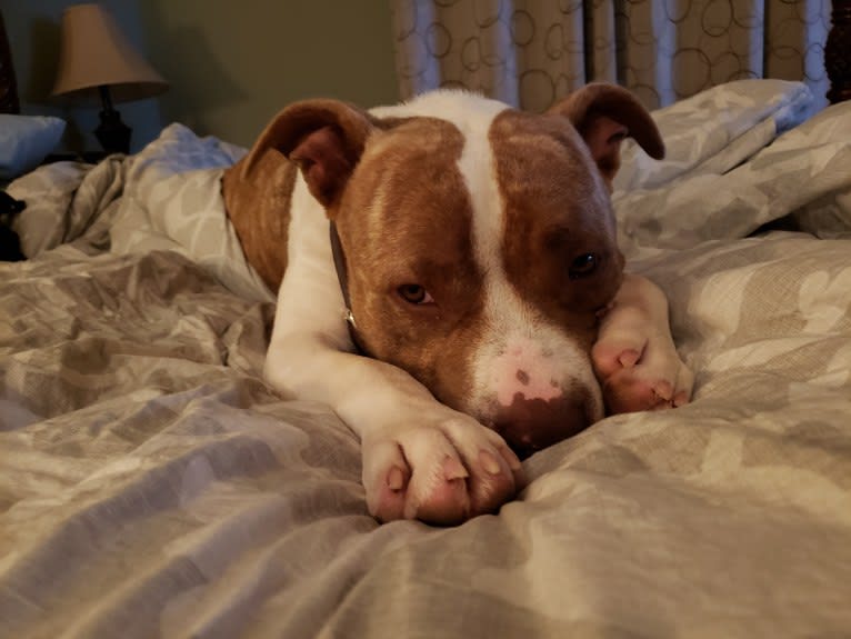 GUNNER, an American Bully tested with EmbarkVet.com