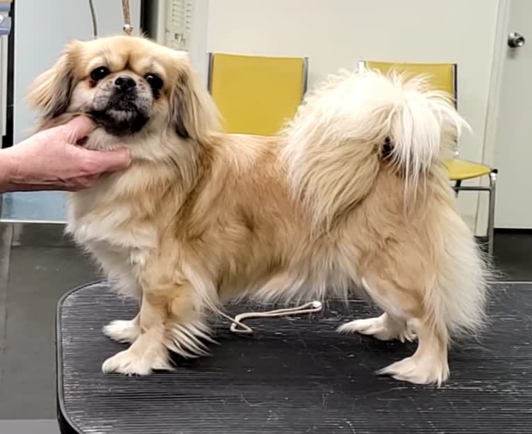 Dandi, a Tibetan Spaniel tested with EmbarkVet.com