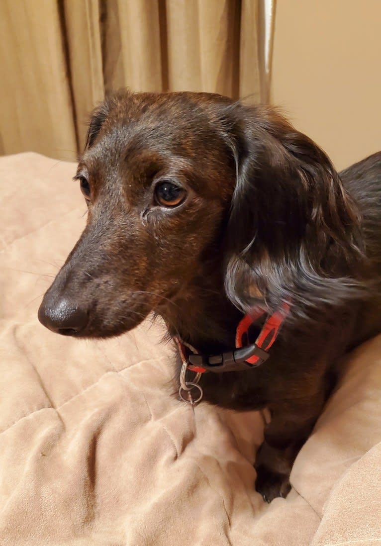 Maggie, a Dachshund tested with EmbarkVet.com