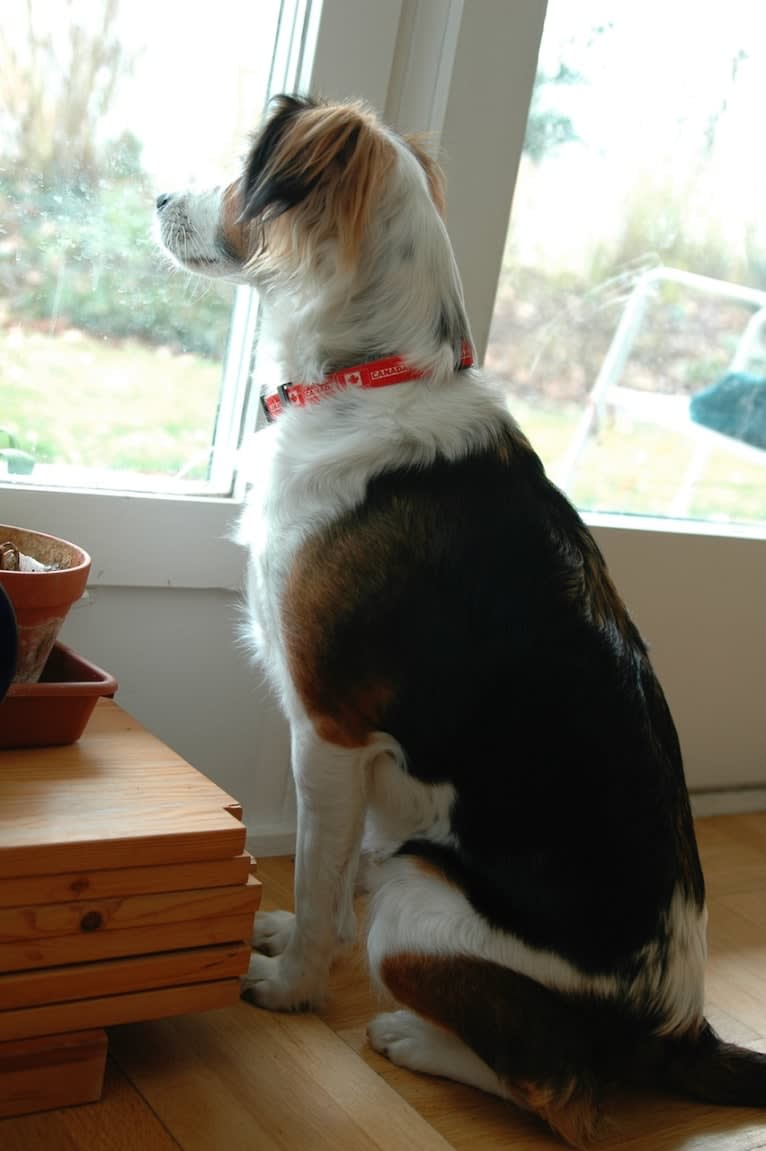 Turbo, an English Setter and Brittany mix tested with EmbarkVet.com