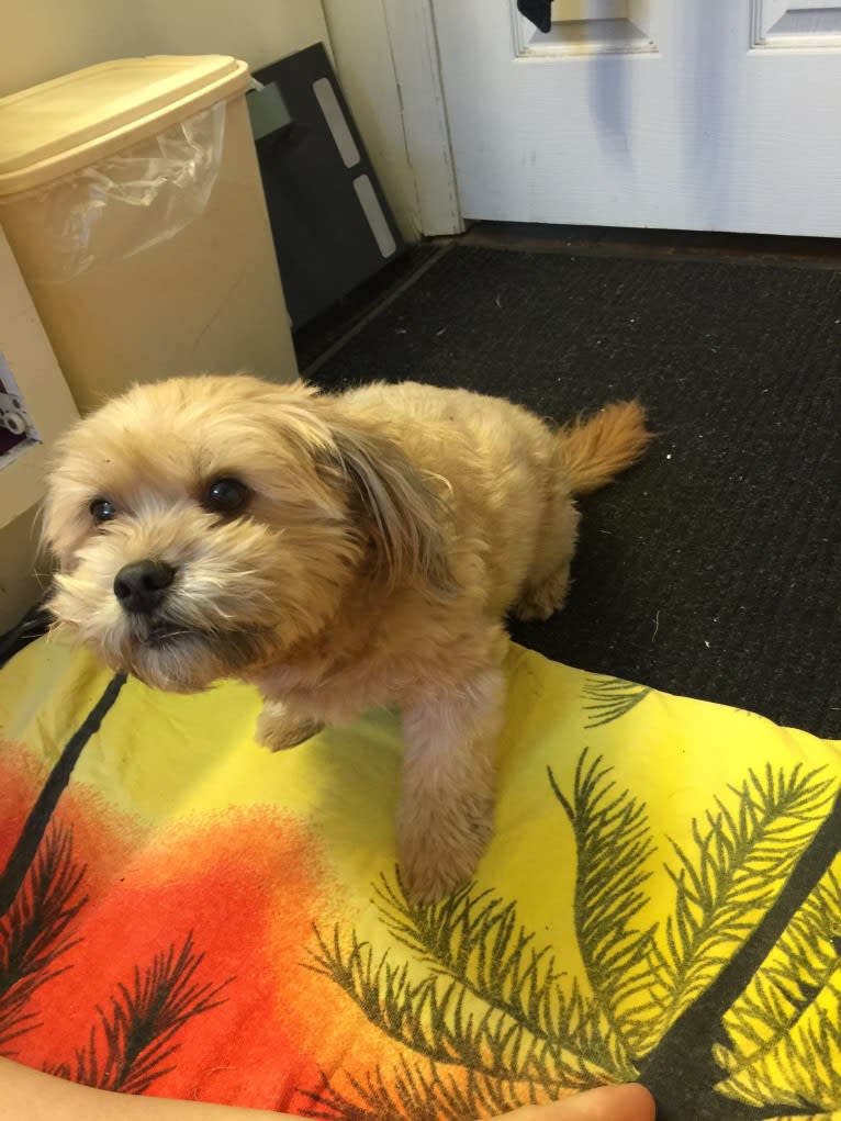Roscoe, a Rat Terrier and Lhasa Apso mix tested with EmbarkVet.com