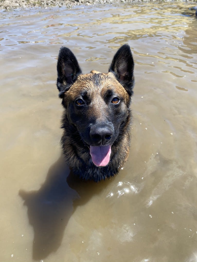 Bassie, a Dutch Shepherd tested with EmbarkVet.com