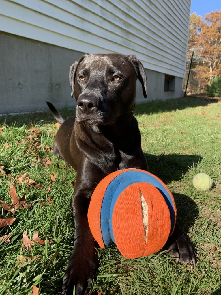 Finn, an American Pit Bull Terrier and Labrador Retriever mix tested with EmbarkVet.com