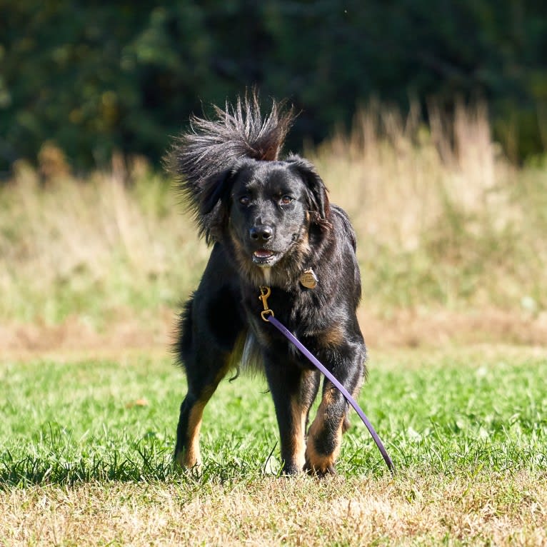 Lucy, a Labrador Retriever and Siberian Husky mix tested with EmbarkVet.com