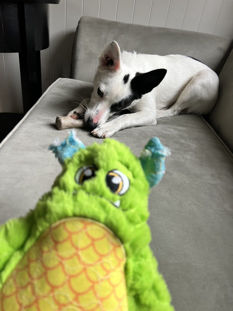 Luke Skywalker, an Australian Cattle Dog and Rat Terrier mix tested with EmbarkVet.com