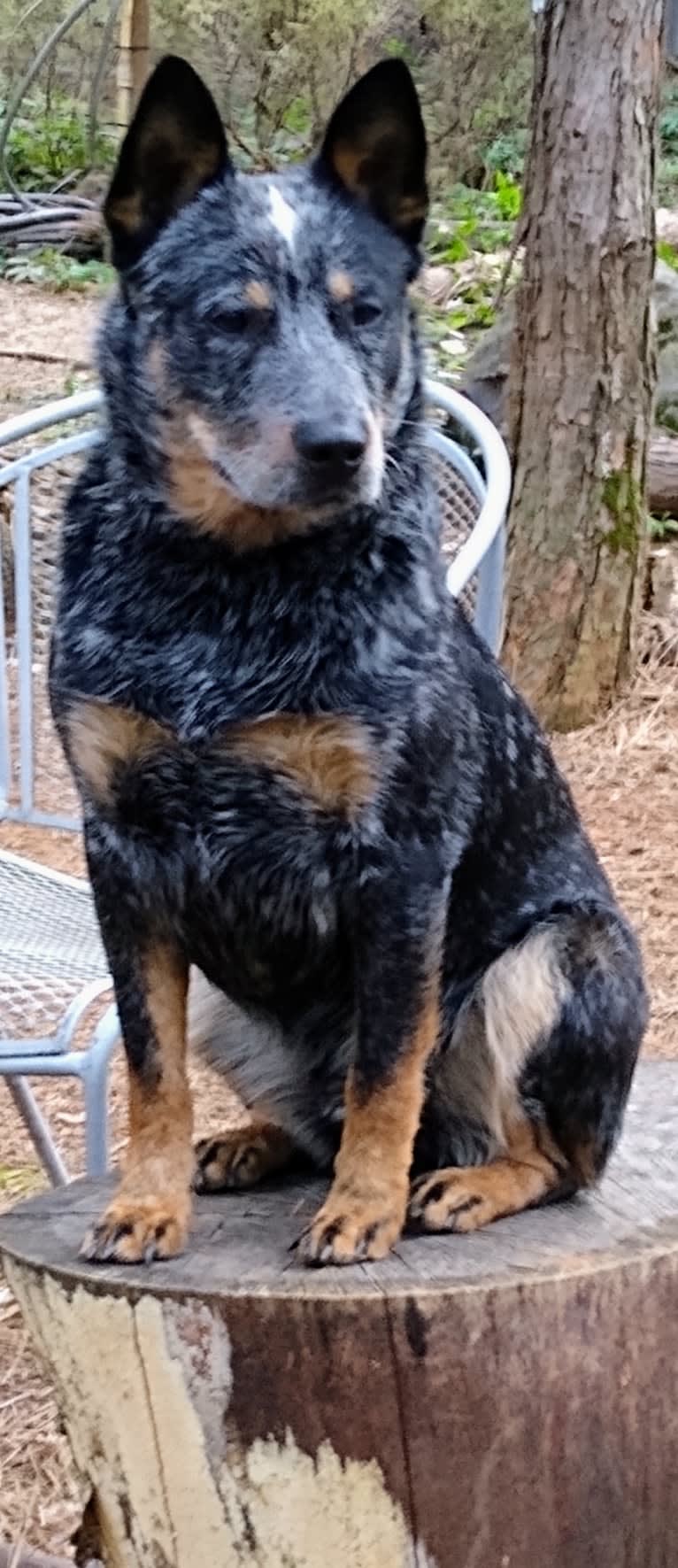 Buck (Little Monster, Little Bear), an Australian Cattle Dog tested with EmbarkVet.com