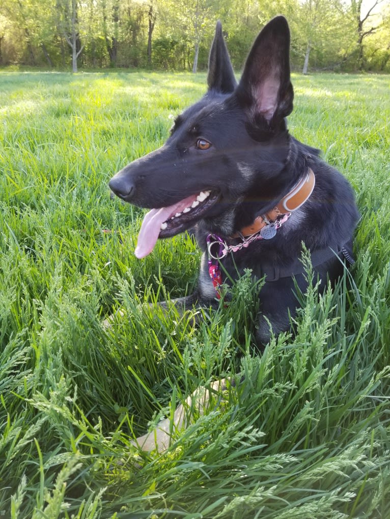 Miss Black, a German Shepherd Dog tested with EmbarkVet.com