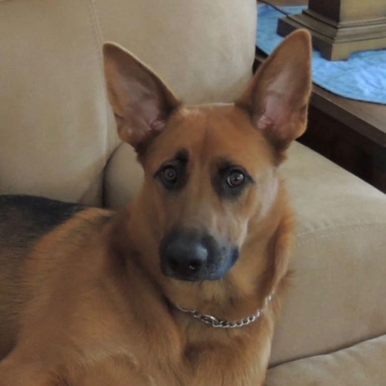 Callie, a German Shepherd Dog (11.1% unresolved) tested with EmbarkVet.com