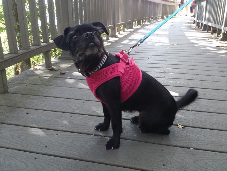 Fuu, a Pug and Yorkshire Terrier mix tested with EmbarkVet.com