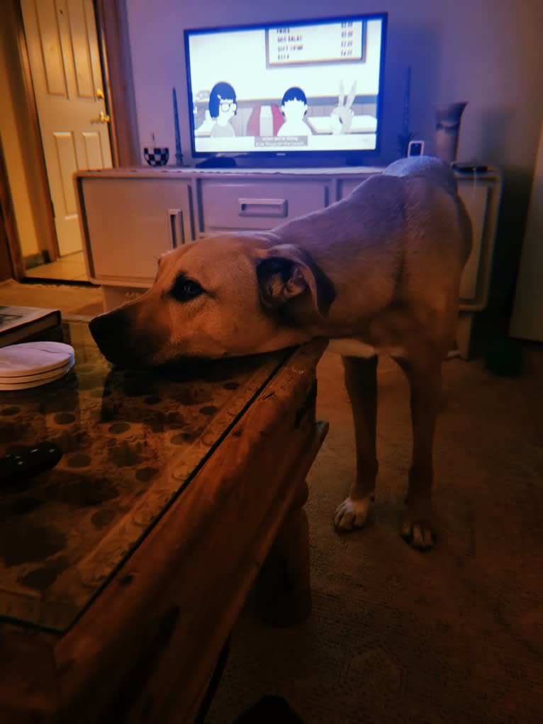 Lou, a Great Pyrenees and American Pit Bull Terrier mix tested with EmbarkVet.com