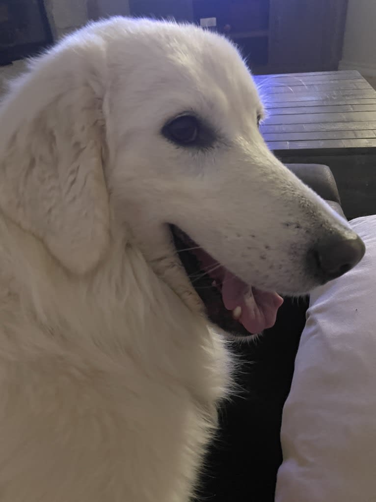 Athena, a Maremma Sheepdog tested with EmbarkVet.com