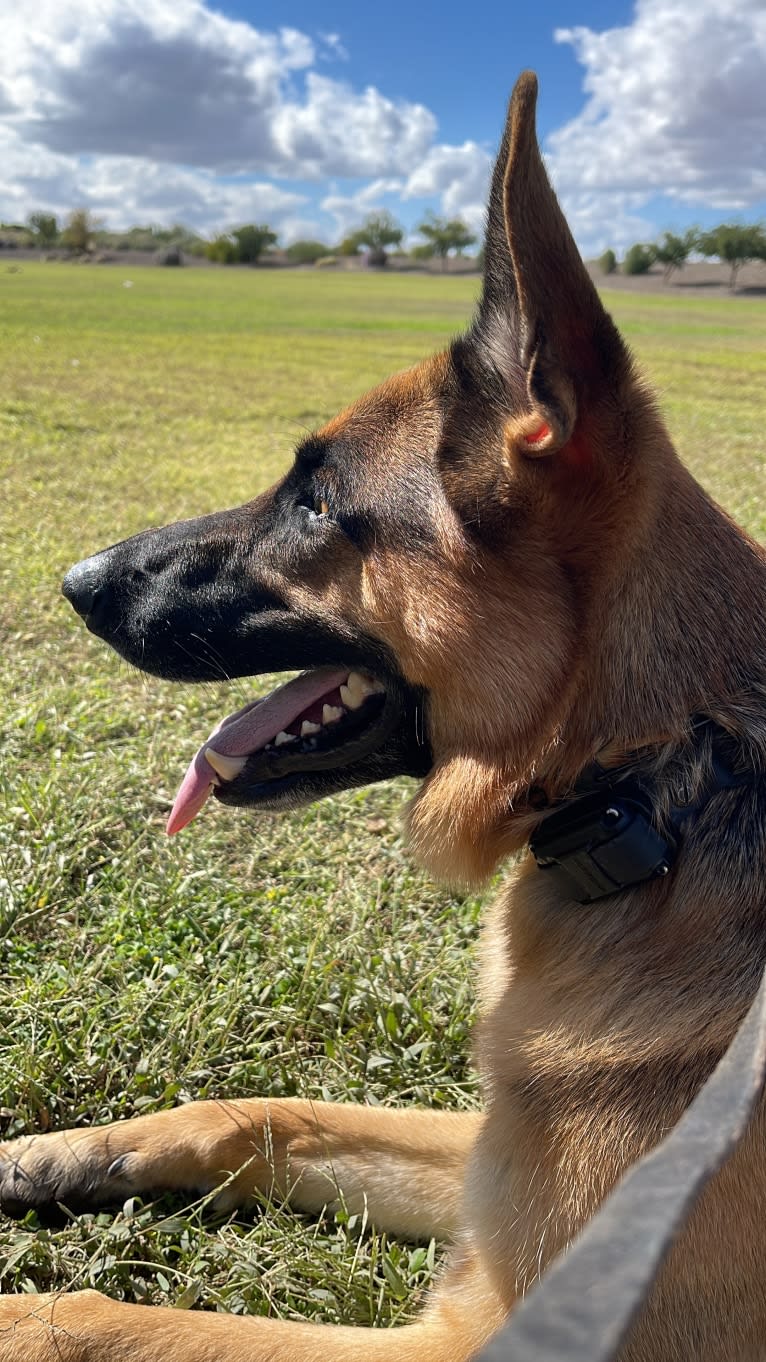 Jonas, a German Shepherd Dog tested with EmbarkVet.com