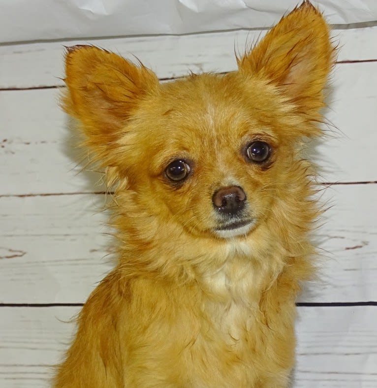 Rissotto, a Chihuahua tested with EmbarkVet.com