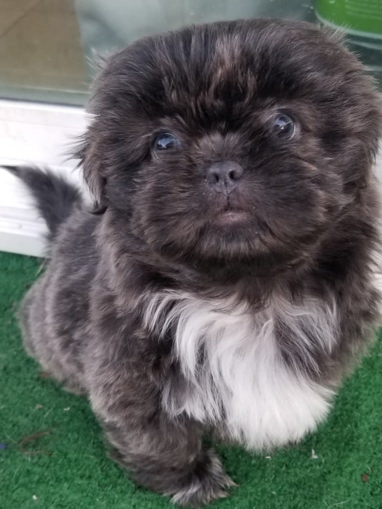 Morpheus, a Shih Tzu tested with EmbarkVet.com