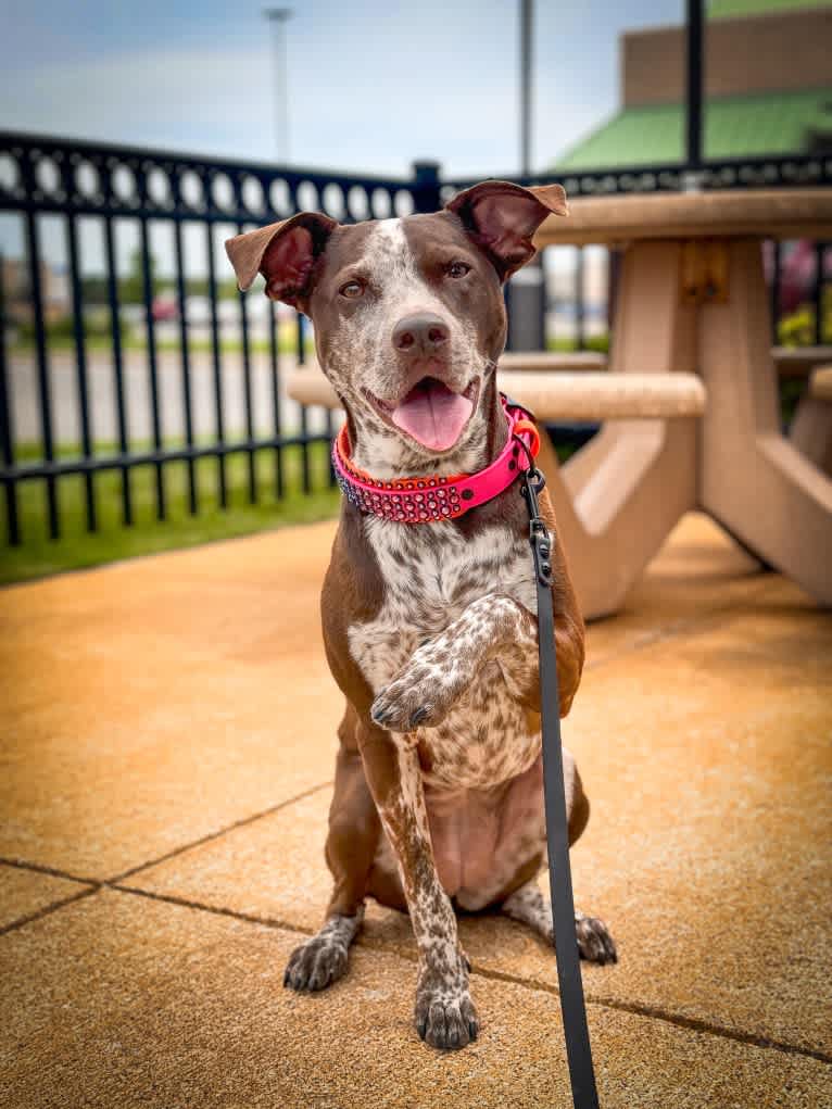 Kora, an Australian Cattle Dog and German Shorthaired Pointer mix tested with EmbarkVet.com
