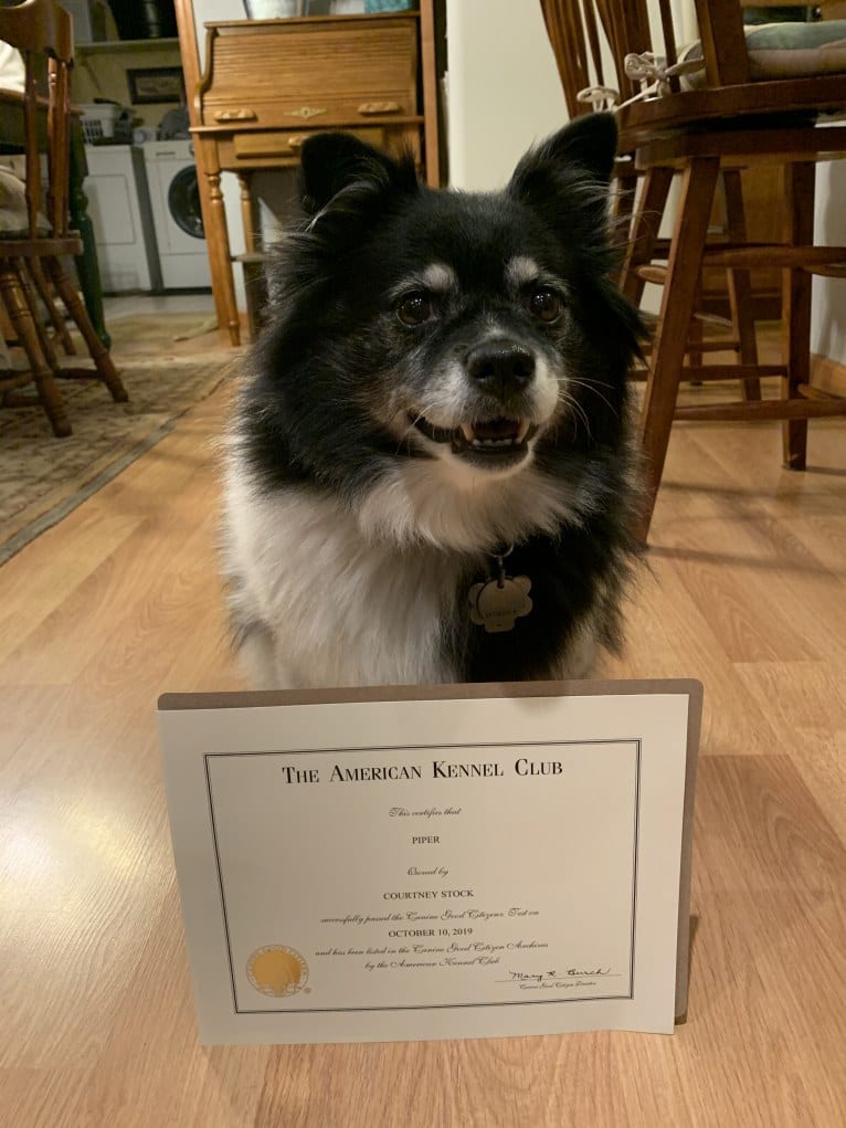 Piper, an American Eskimo Dog and Pomeranian mix tested with EmbarkVet.com