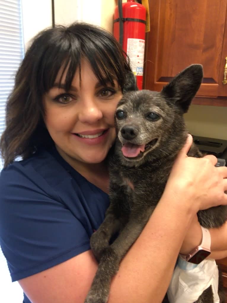 Harley, a Chihuahua and Rat Terrier mix tested with EmbarkVet.com