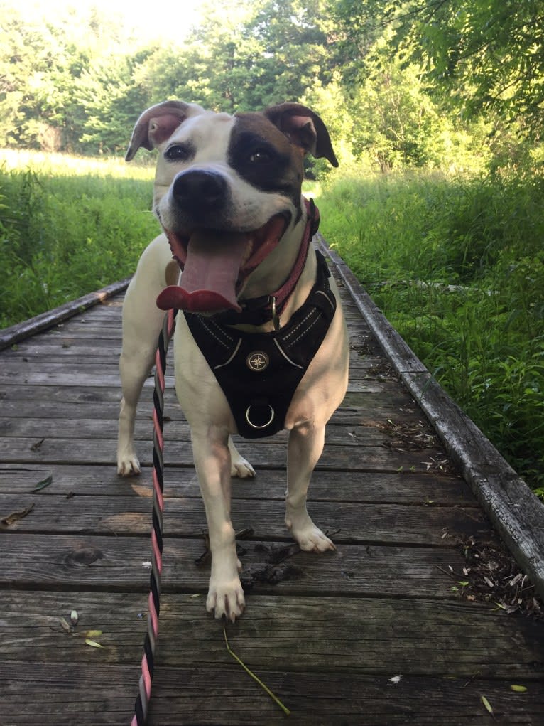 Belle, an American Pit Bull Terrier and American Bulldog mix tested with EmbarkVet.com