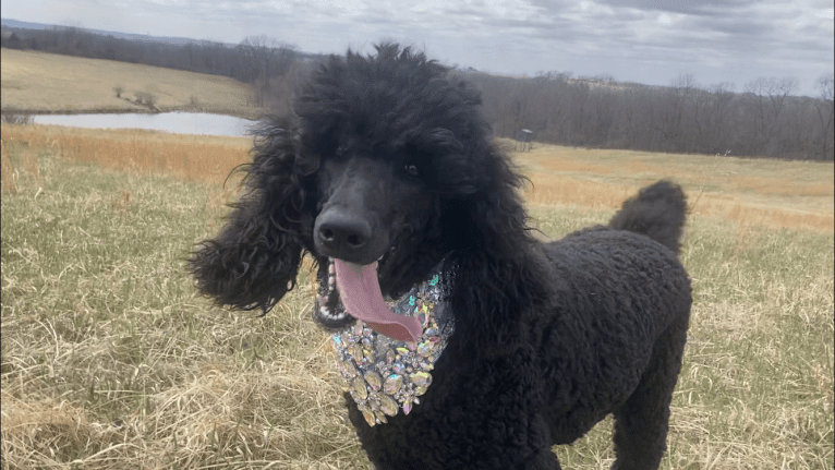 Gloria, a Poodle (Standard) tested with EmbarkVet.com