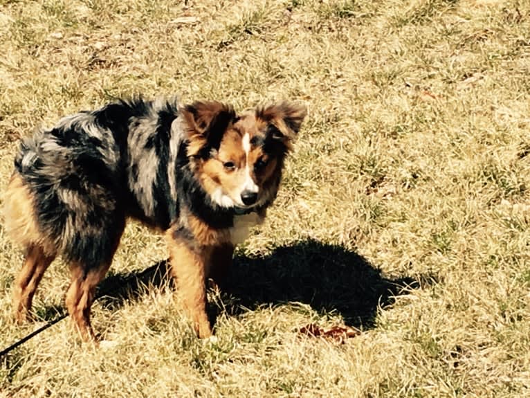 Wrigley, an Australian Shepherd tested with EmbarkVet.com