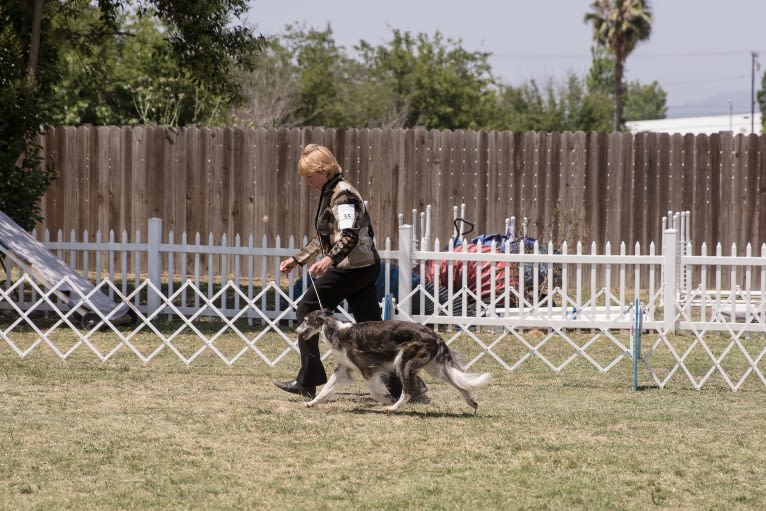 Kira, a Silken Windhound tested with EmbarkVet.com