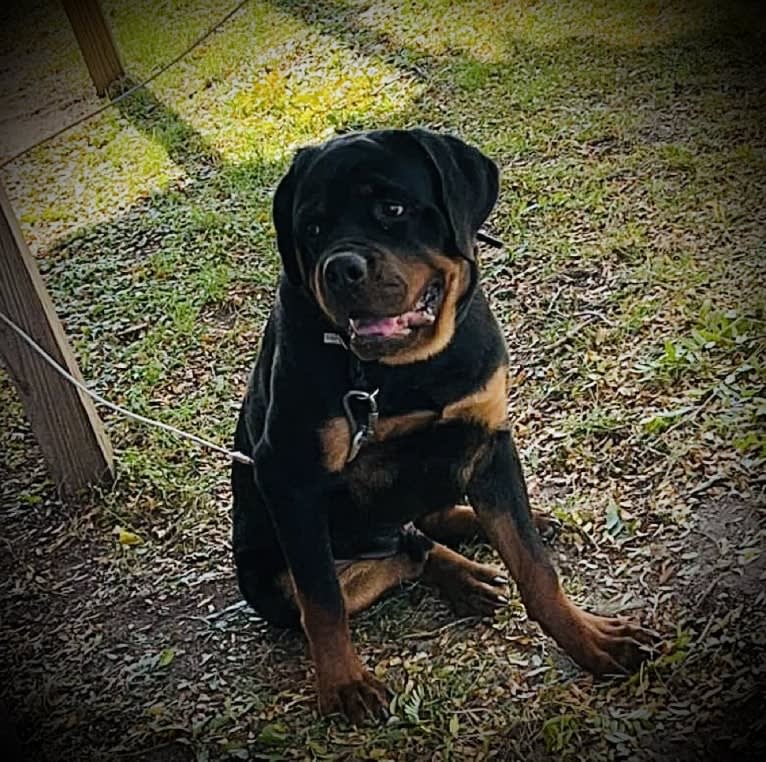 Chompy, a Rottweiler tested with EmbarkVet.com