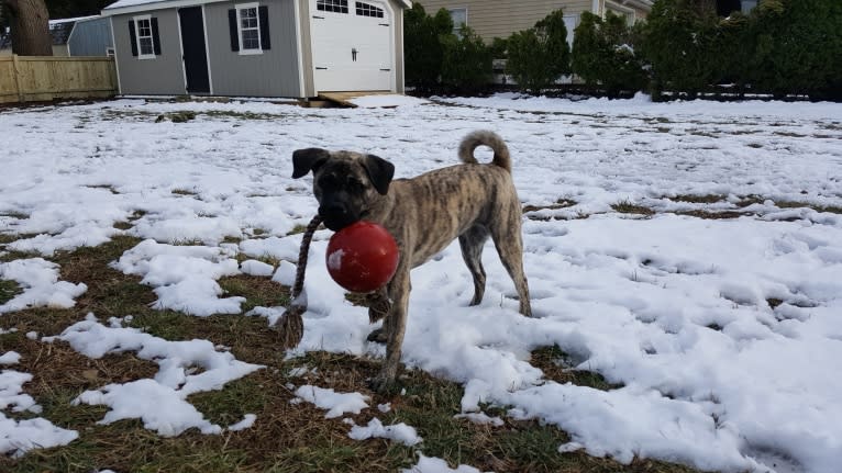 Paisley, a Pug and Akita mix tested with EmbarkVet.com