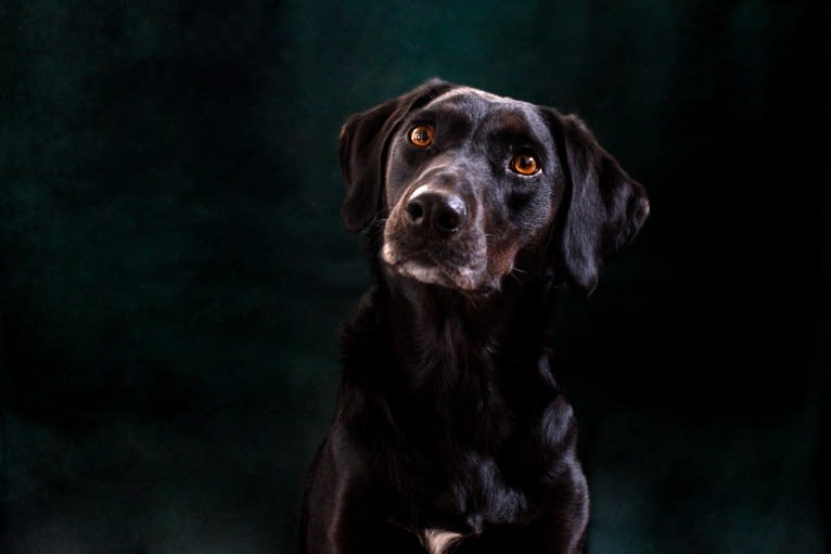 Curiosity Blue, a Labrador Retriever and Australian Shepherd mix tested with EmbarkVet.com