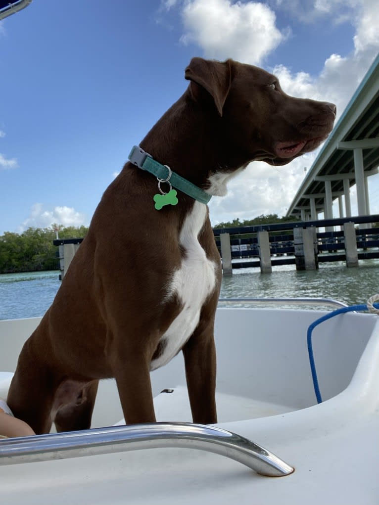 Bubbles, a Boxer and Labrador Retriever mix tested with EmbarkVet.com