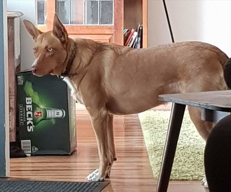 Lily, an Australian Kelpie tested with EmbarkVet.com