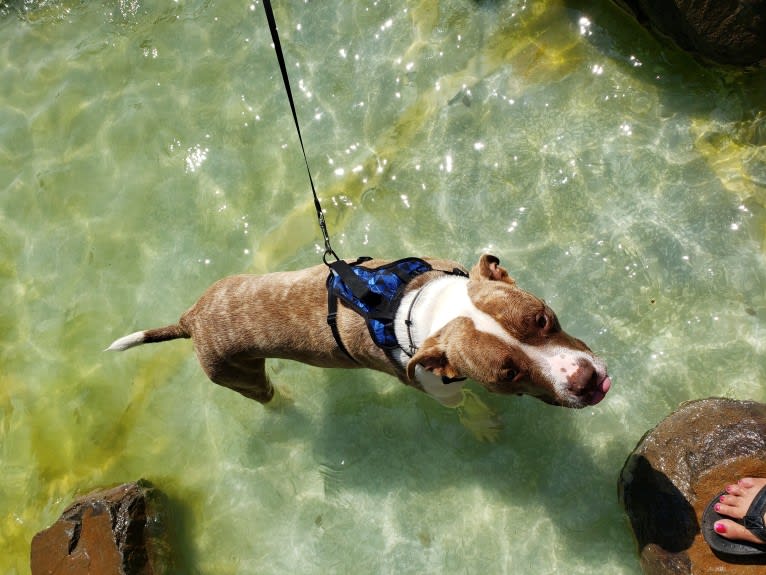 GUNNER, an American Bully tested with EmbarkVet.com