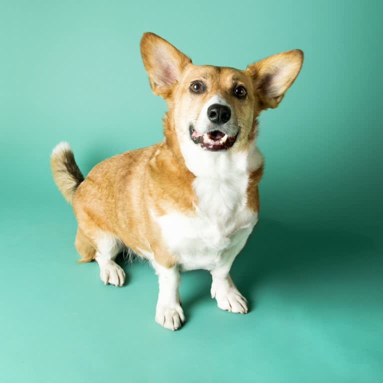 Miniature pinscher corgi mix sales