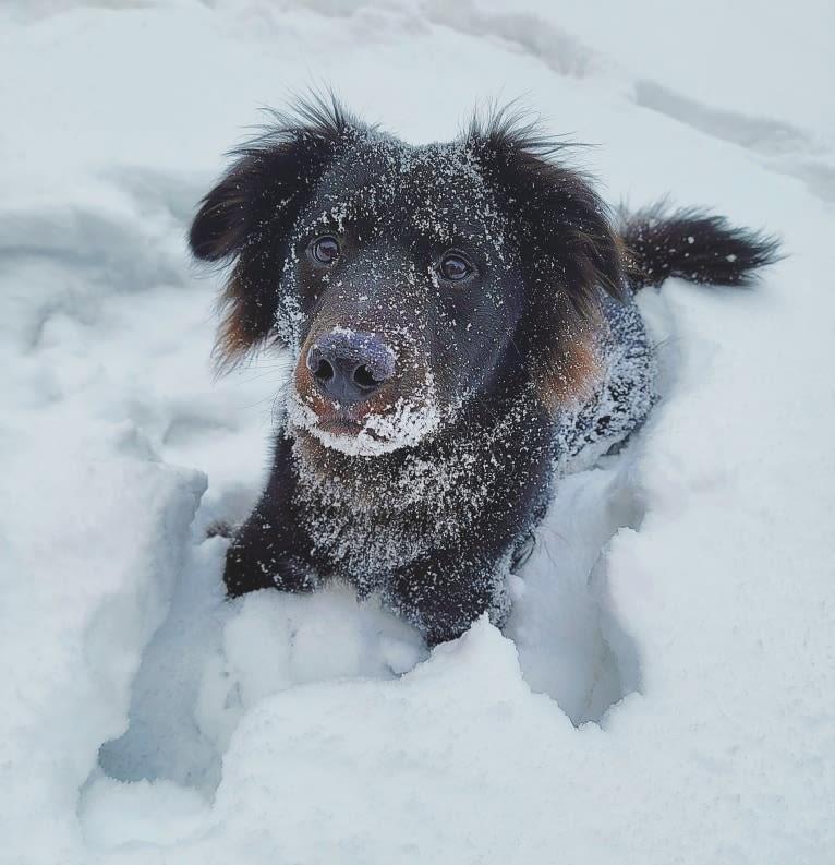 Bowser, an American Pit Bull Terrier and Siberian Husky mix tested with EmbarkVet.com