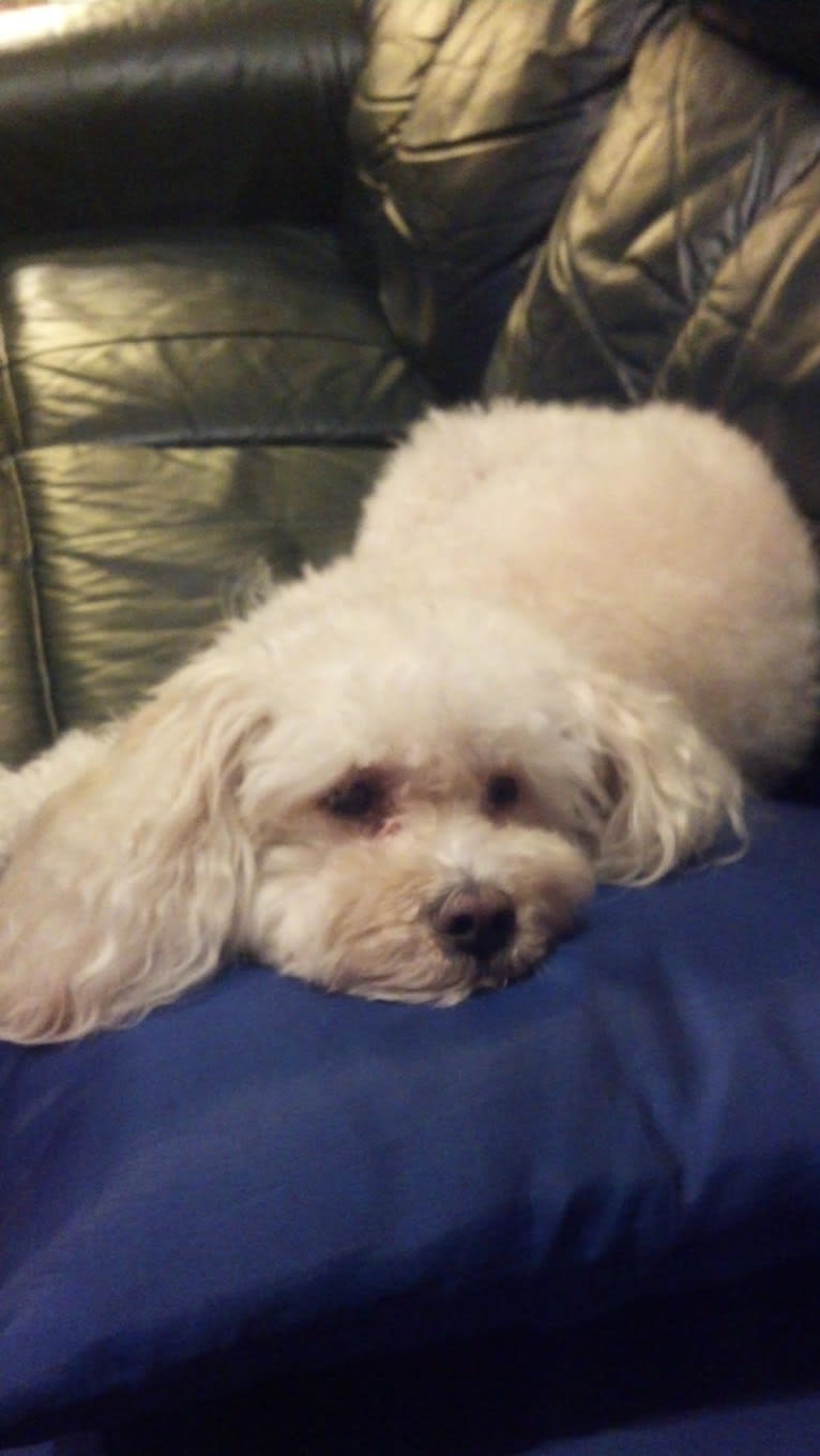 Sunny, a Poodle (Small) and Maltese mix tested with EmbarkVet.com