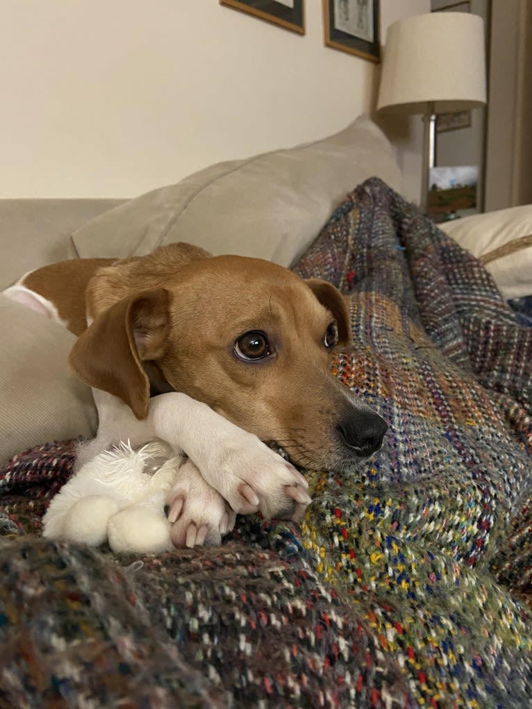 Roo, a Beagle and Rat Terrier mix tested with EmbarkVet.com
