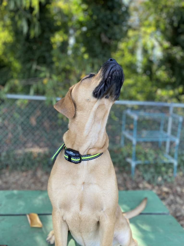 Tallulah, a Perro de Presa Canario tested with EmbarkVet.com