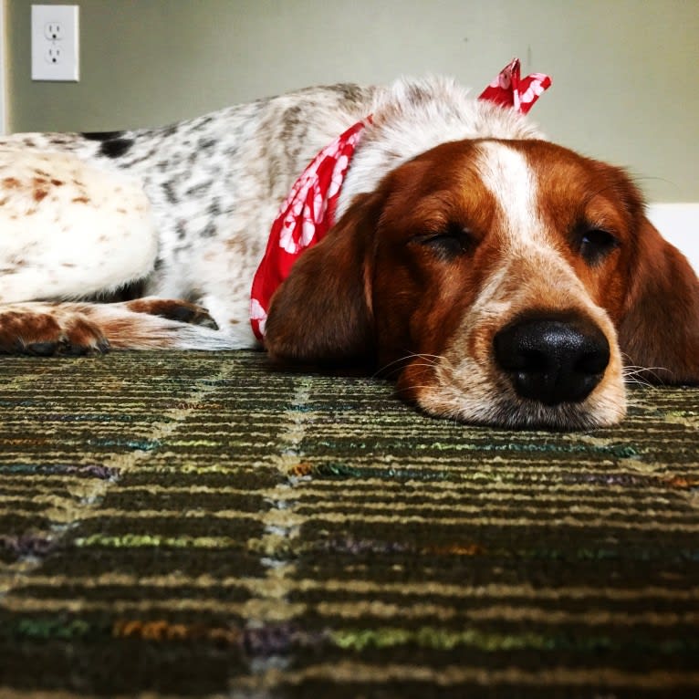 Artie, a Treeing Walker Coonhound and Llewellin Setter mix tested with EmbarkVet.com