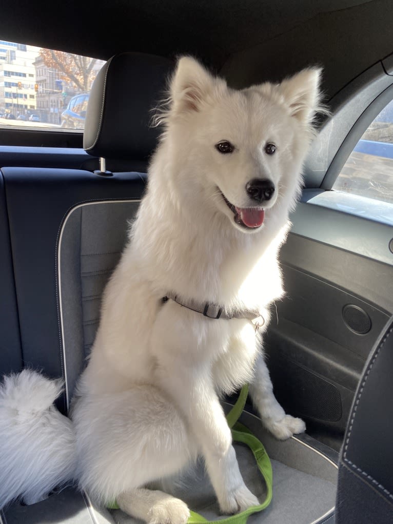 Acetone, a Samoyed tested with EmbarkVet.com