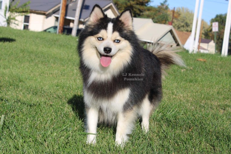 Trippy, a Pomsky tested with EmbarkVet.com