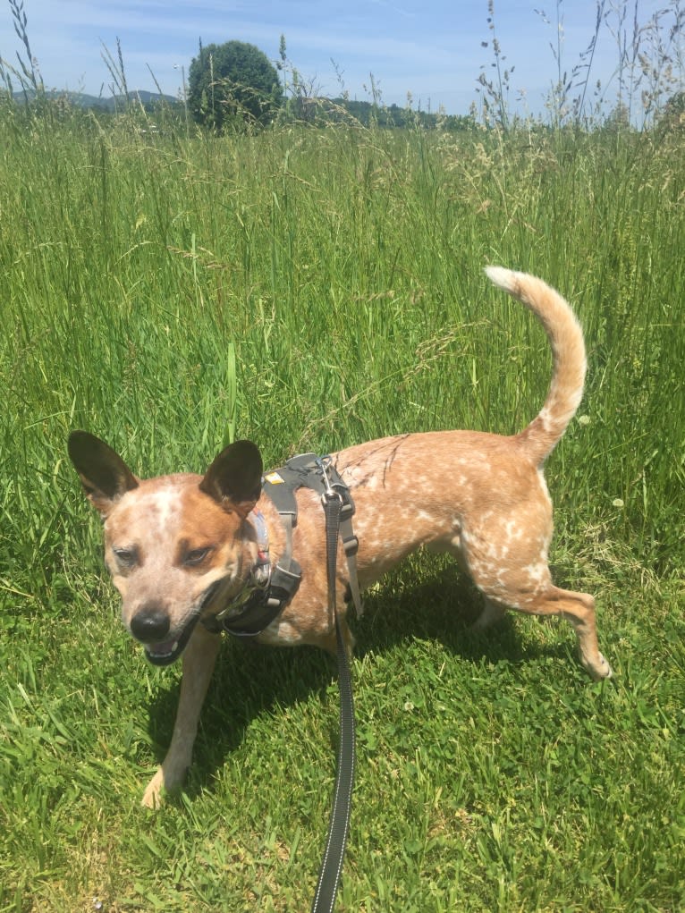 Frost, an Australian Cattle Dog tested with EmbarkVet.com