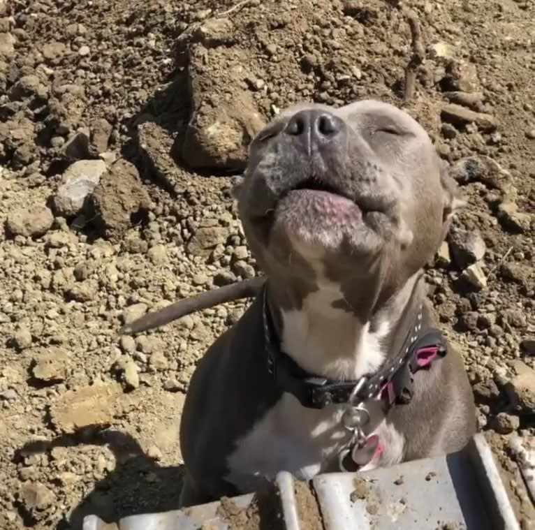 Stevie, an American Bully tested with EmbarkVet.com