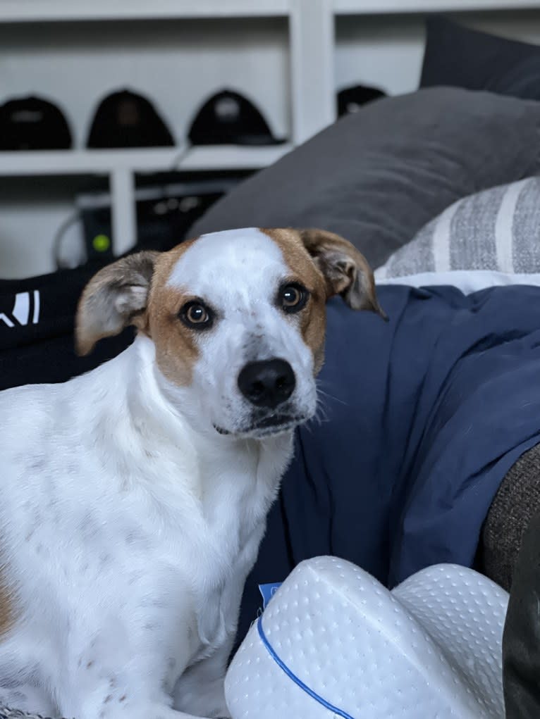 Wilson Wayhart, a Boxer and German Shepherd Dog mix tested with EmbarkVet.com