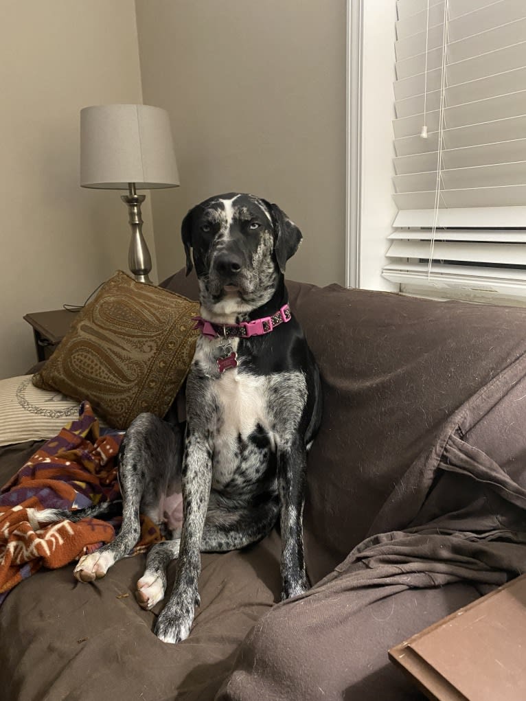 Delphine, a Catahoula Leopard Dog tested with EmbarkVet.com