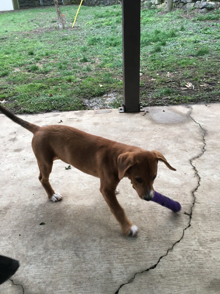 Rollo, an American Pit Bull Terrier and Labrador Retriever mix tested with EmbarkVet.com